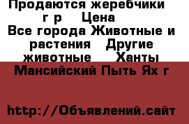 Продаются жеребчики 14,15 16 г.р  › Цена ­ 177 000 - Все города Животные и растения » Другие животные   . Ханты-Мансийский,Пыть-Ях г.